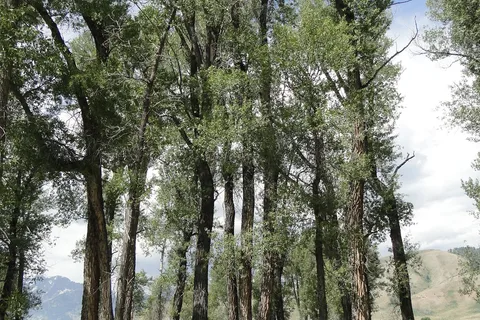 Gros Ventre Campground - Grand Teton National Park