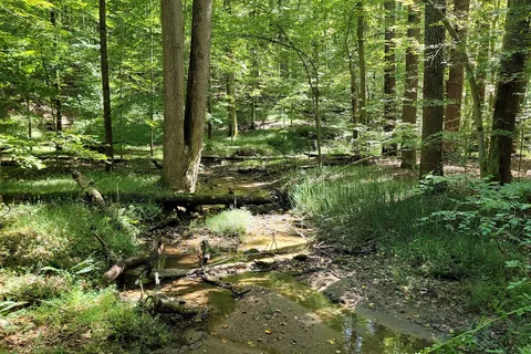 Patapsco Valley State Park - Hollofield Area
