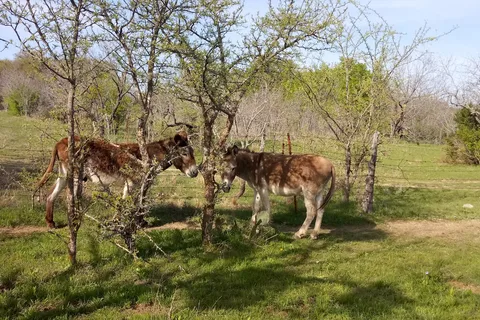Constantino Farms Campsites