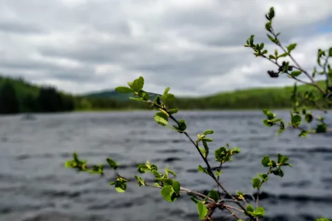 Lac Herman - Mont Tremblant Provincial Park