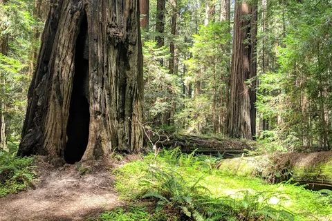 Humboldt Redwoods State Park