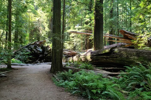 Humboldt Redwoods State Park