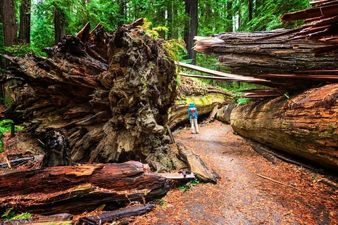 Humboldt Redwoods State Park
