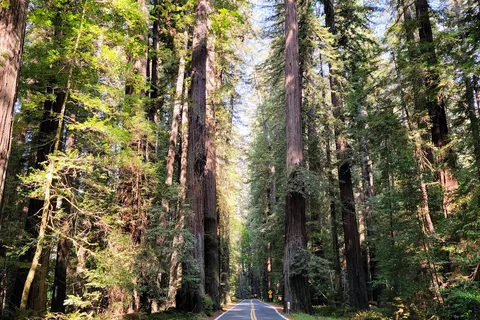 Humboldt Redwoods State Park