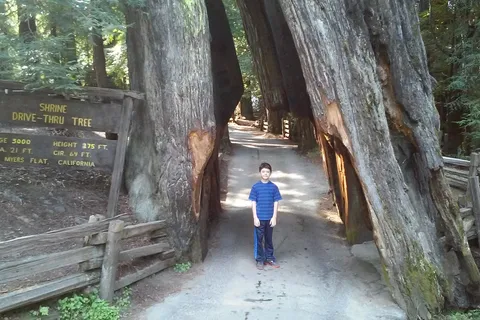 Humboldt Redwoods State Park