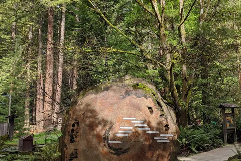 Humboldt Redwoods State Park