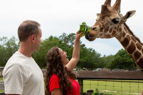 Wild Adventures Safari Campground