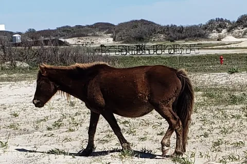 parc d'État Assateague