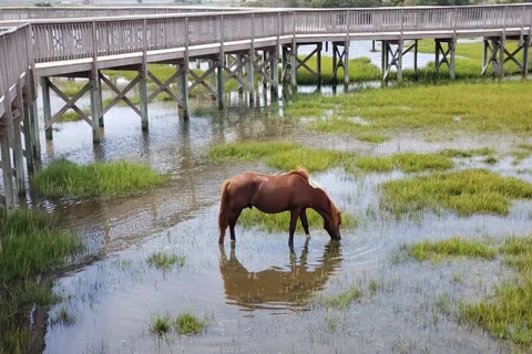 parc d'État Assateague