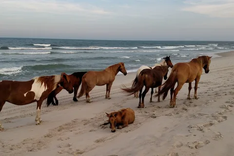 parc d'État Assateague