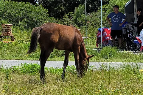 parc d'État Assateague