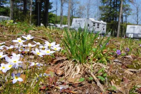 Pine Cradle Lake Family Campground
