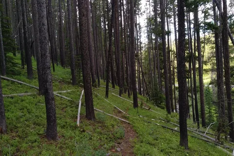 Many Pines Campground