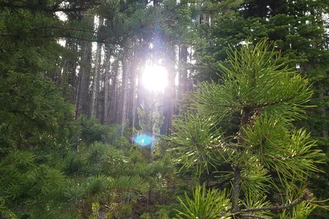 Many Pines Campground