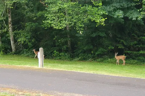 Cowlitz Falls Campground