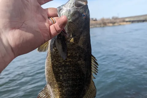 Scout CJ Strike Reservoir Idaho Power