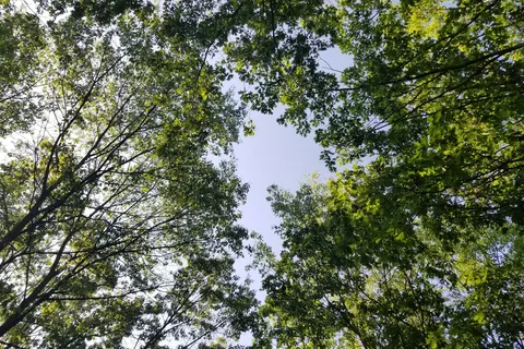 Dunewood - Indiana Dunes National Lakeshore