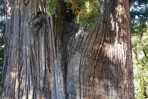 Richardson Grove State Park