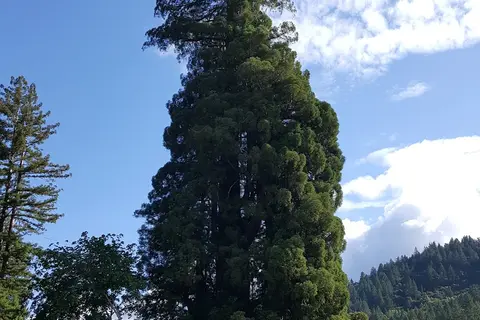 Richardson Grove State Park
