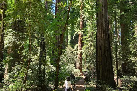 Richardson Grove State Park