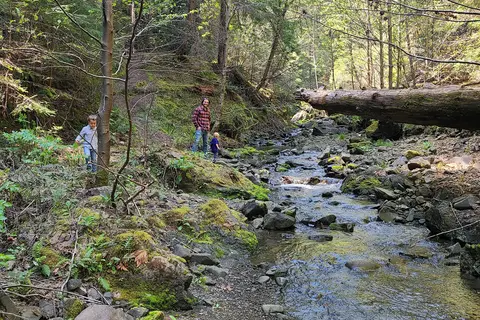 Richardson Grove State Park