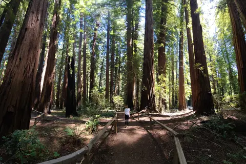 Richardson Grove State Park