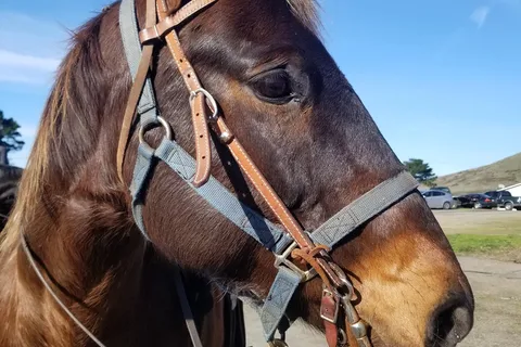 Chanslor Guest Ranch