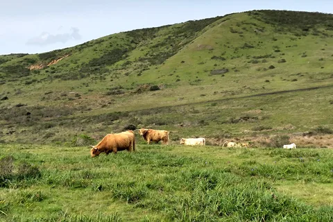 Chanslor Guest Ranch
