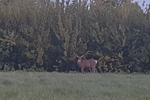 Kindersley Regional Park Campground