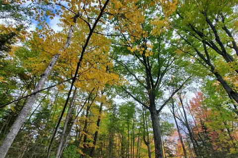 Young State Park