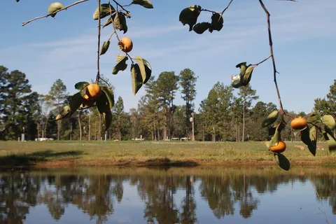 Piney Woods RV Park