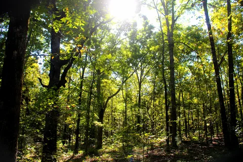 Woolly Hollow State Park