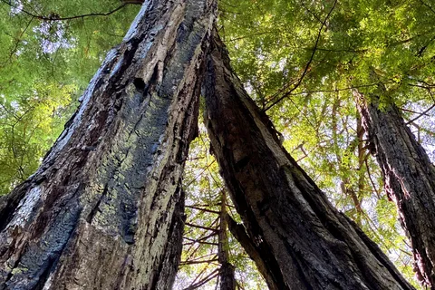 Huckleberry - Big Basin Redwoods State Park