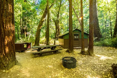 Huckleberry - Big Basin Redwoods State Park