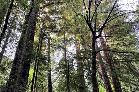 Huckleberry - Big Basin Redwoods State Park
