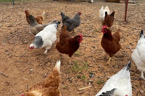 Little Creek Homestead