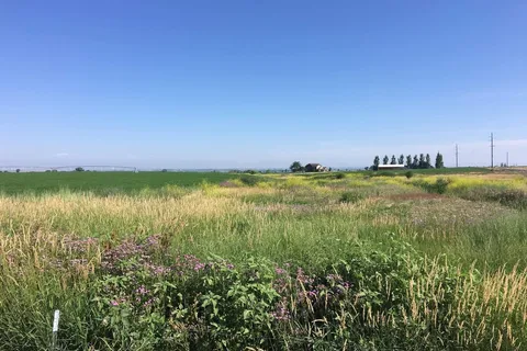 Little Creek Homestead