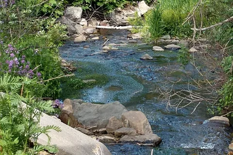 Whitetail Creek Resort