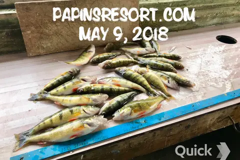 Papins Log Cabin Resort and RV Park