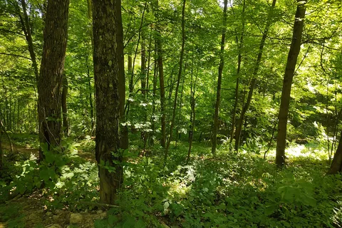 Camp Tuscazoar Foundation Inc