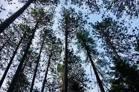 Cathedral Pines Stratton-Eustis Dev Corp