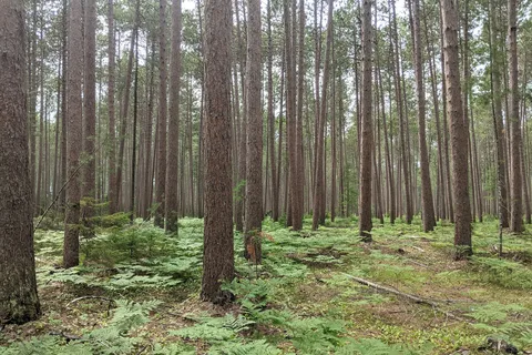 Cathedral Pines Stratton-Eustis Dev Corp