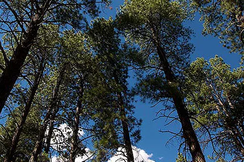 Manzano Mountains State Park
