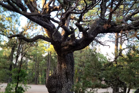 Manzano Mountains State Park