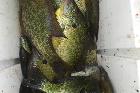 6 Lakes Campground