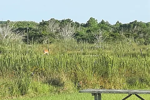 Cape Point Campground - Cape Hatteras National Seashore
