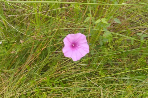 Cape Point Campground - Cape Hatteras National Seashore