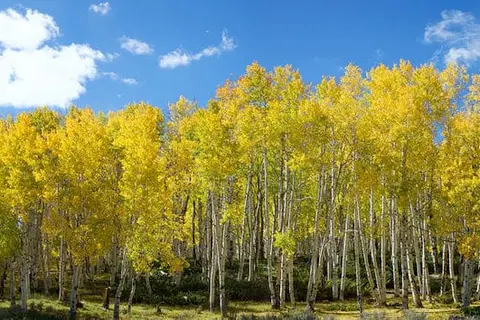 Fremont River RV