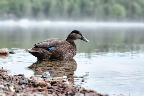 Jo-mary Lake Campground
