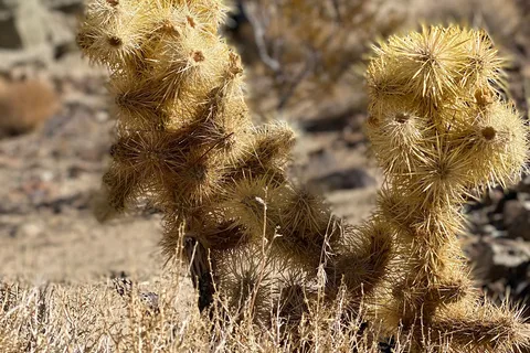Ricardo Campground - Red Rock Canyon State Park